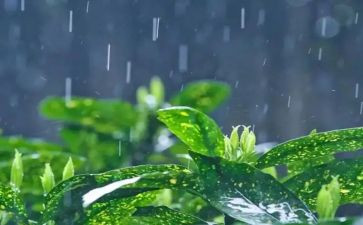 11秋天的雨读后感模板7篇