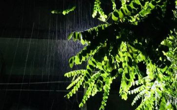 作文雨100字6篇