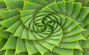 植物我的植物朋友作文推荐8篇