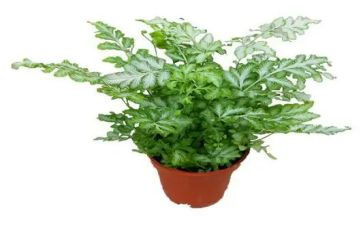 写植物园的作文参考6篇