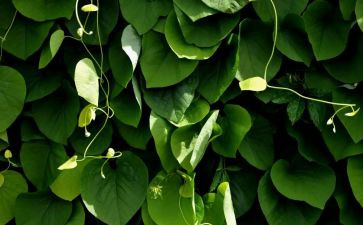 养植物作文300字5篇