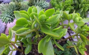 学植物作文优质6篇