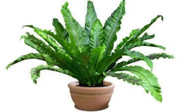 学生写我的植物朋友作文5篇