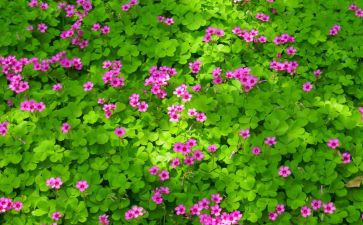 植物有关的作文300字6篇