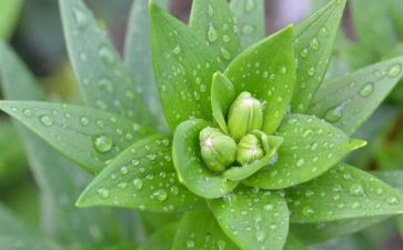游植物园心得体会5篇