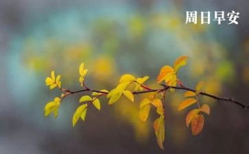 小学周末安全讲话稿6篇