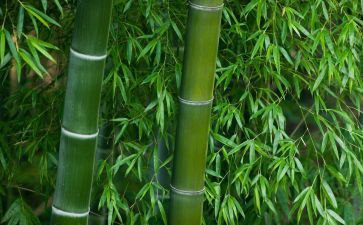 写竹林的作文400字7篇