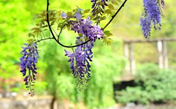 紫藤花教案8篇